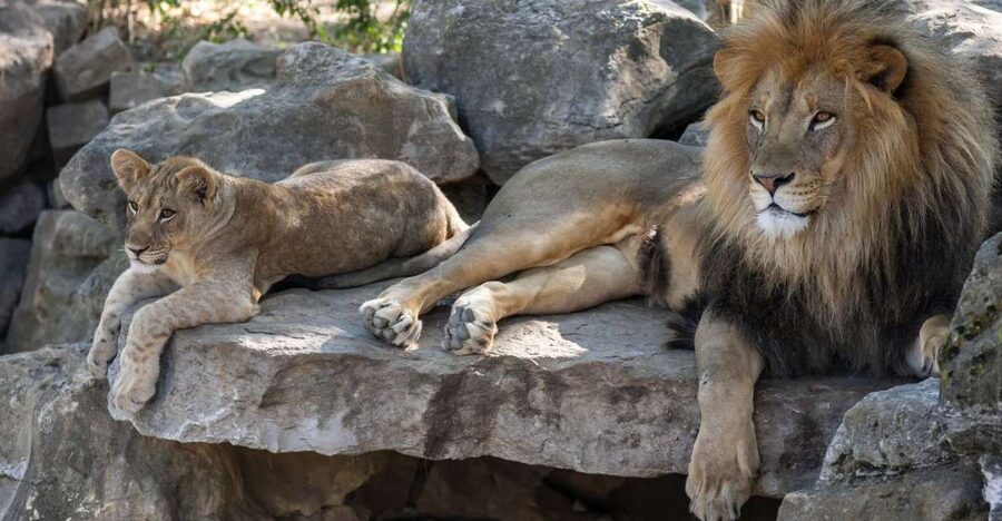 Gdansk: Oliwa Zoo with Tickets and Roundtrip Transportation - Key Highlights You’ll Actually Feel During the Day