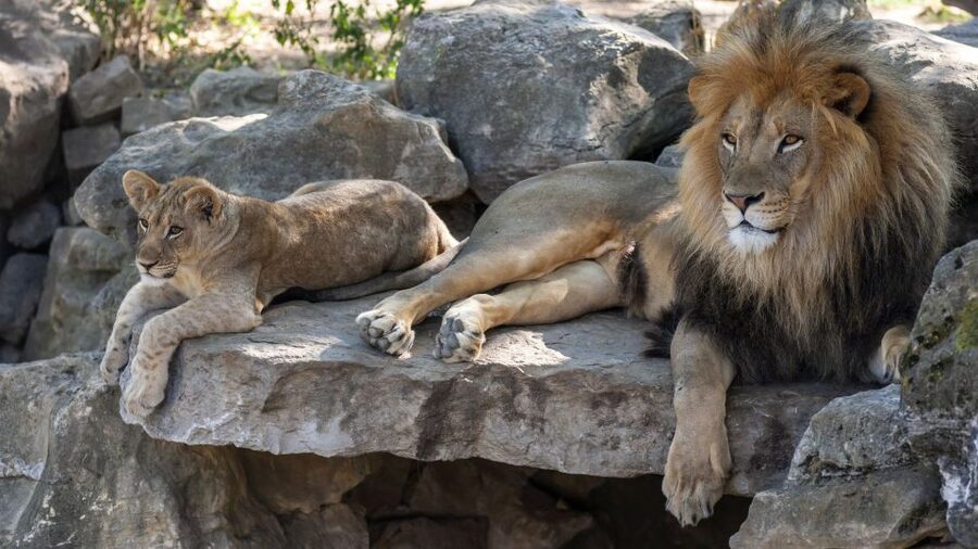 Gdansk: Oliwa Zoo with Tickets and Roundtrip Transportation - The Door-to-Door Pickup: Less Stress, More Animal Time