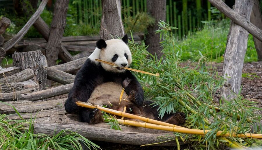 Gdansk: Oliwa Zoo with Tickets and Roundtrip Transportation - The Walking Reality: Plan Your Pace Like a Pro