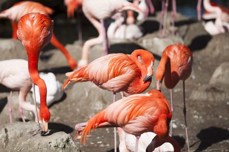 Gdansk: Oliwa Zoo with Tickets and Roundtrip Transportation - Should You Book This Oliwa Zoo Tour from Gdansk?